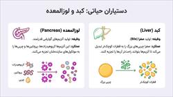 درسنامه فصل 13 علوم هفتم (سفر غذا)