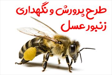 طرح پرورش و نگهداری زنبور عسل